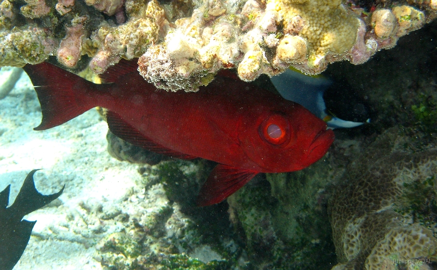 IMG_7507rc_Maldives_Madoogali_priacanthe rouge-Priacanthus arenatus .jpg